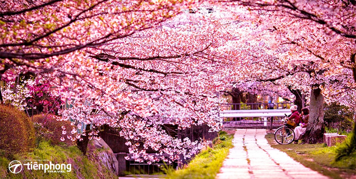 Nhật Bản rực rỡ sắc hoa